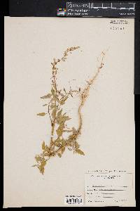 Chenopodium album image