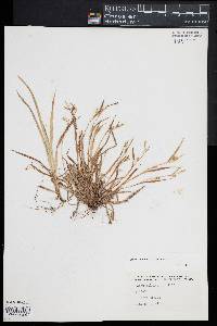 Carex abscondita image