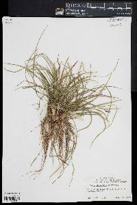 Carex abscondita image