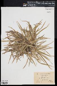 Carex abscondita image