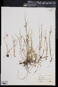 Image of Carex aurea