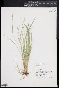 Carex brevior image