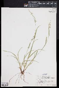 Carex collinsii image