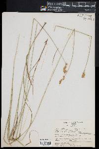 Carex festucacea image