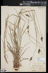 Carex hirsutella image