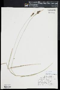 Carex hirsutella image