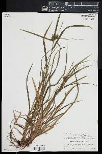 Carex intumescens image