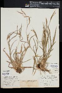 Carex laxiflora image