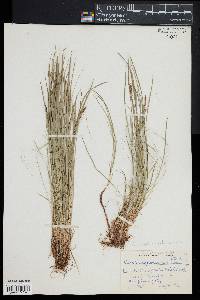 Carex lucorum image