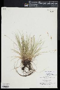 Carex lucorum image