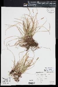 Carex lucorum image