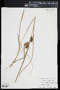 Carex lurida image