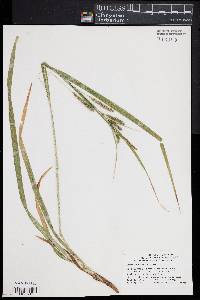 Carex scabrata image