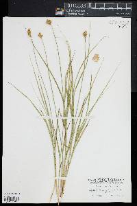 Carex scoparia image