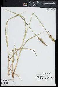 Carex stipata image