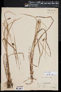 Carex striata image