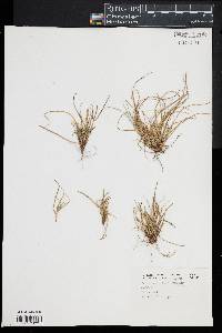 Carex umbellata image