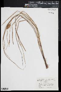 Carex vesicaria image