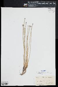 Eleocharis obtusa image