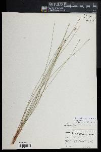 Eleocharis palustris image