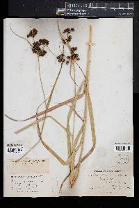 Scirpus atrovirens image