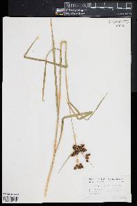 Scirpus atrovirens image