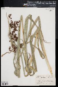 Scirpus atrovirens image