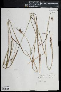 Scleria triglomerata image