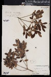 Ilex glabra image