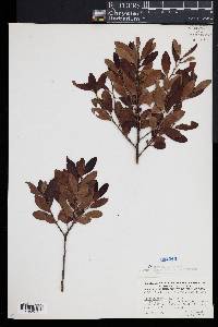 Ilex glabra image