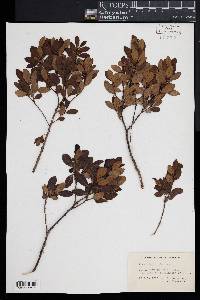 Ilex glabra image