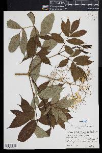 Sambucus nigra ssp. canadensis image