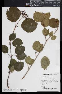 Viburnum dentatum image