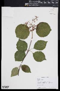 Viburnum dilatatum image