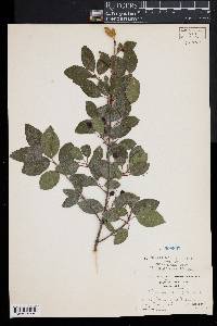 Viburnum prunifolium image