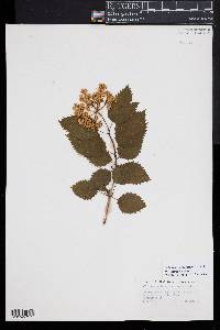 Viburnum recognitum image