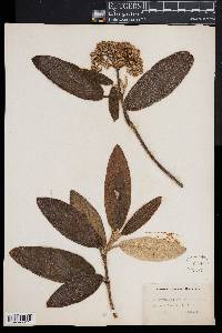 Image of Viburnum rhytidophyllum