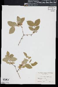 Lonicera fragrantissima image