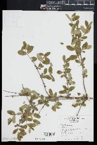 Lonicera morrowii image