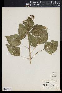 Hedera helix image