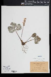 Dicentra cucullaria image