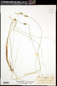 Image of Carex conoidea
