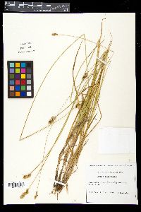 Image of Carex normalis
