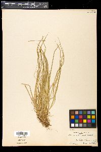 Image of Carex peckii
