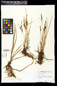 Carex vacillans image