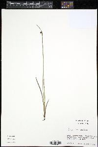 Image of Sisyrinchium montanum
