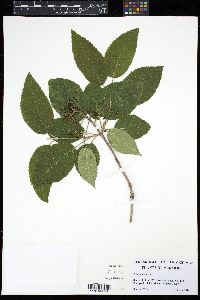 Image of Viburnum lantana