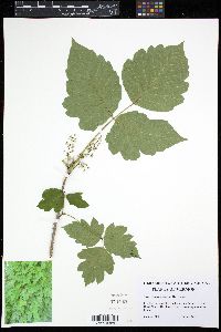 Image of Toxicodendron radicans