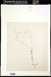Image of Stellaria longifolia