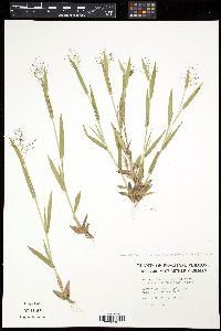 Image of Panicum lanuginosum